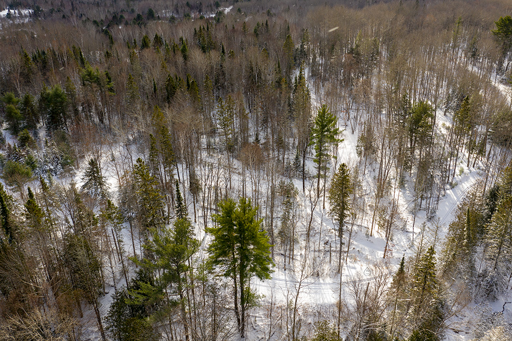 Winter Scene