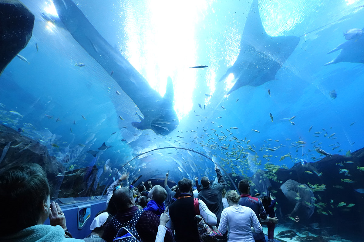 Georgia Aquarium