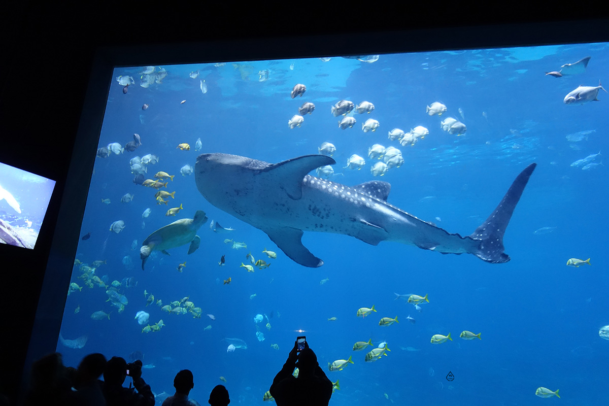 Whale Shark