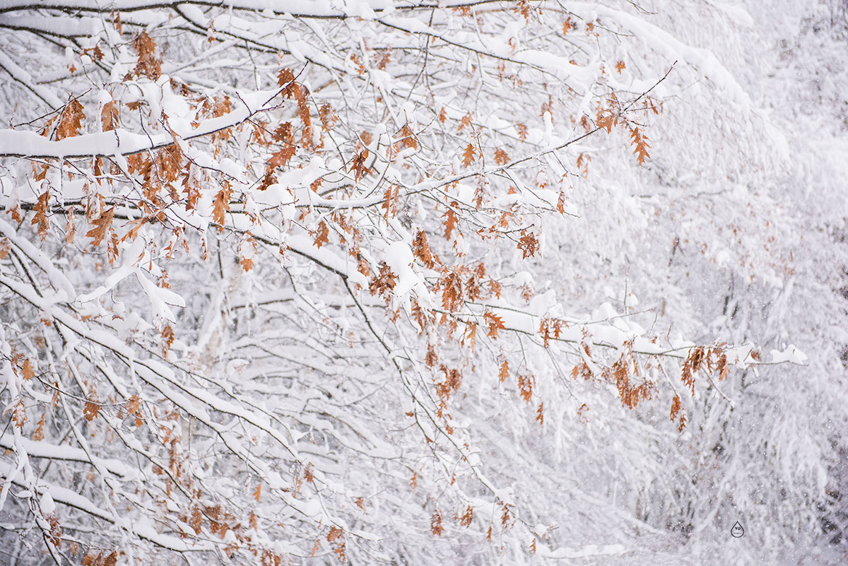 Pre-thanksgiving Winter Storm-2