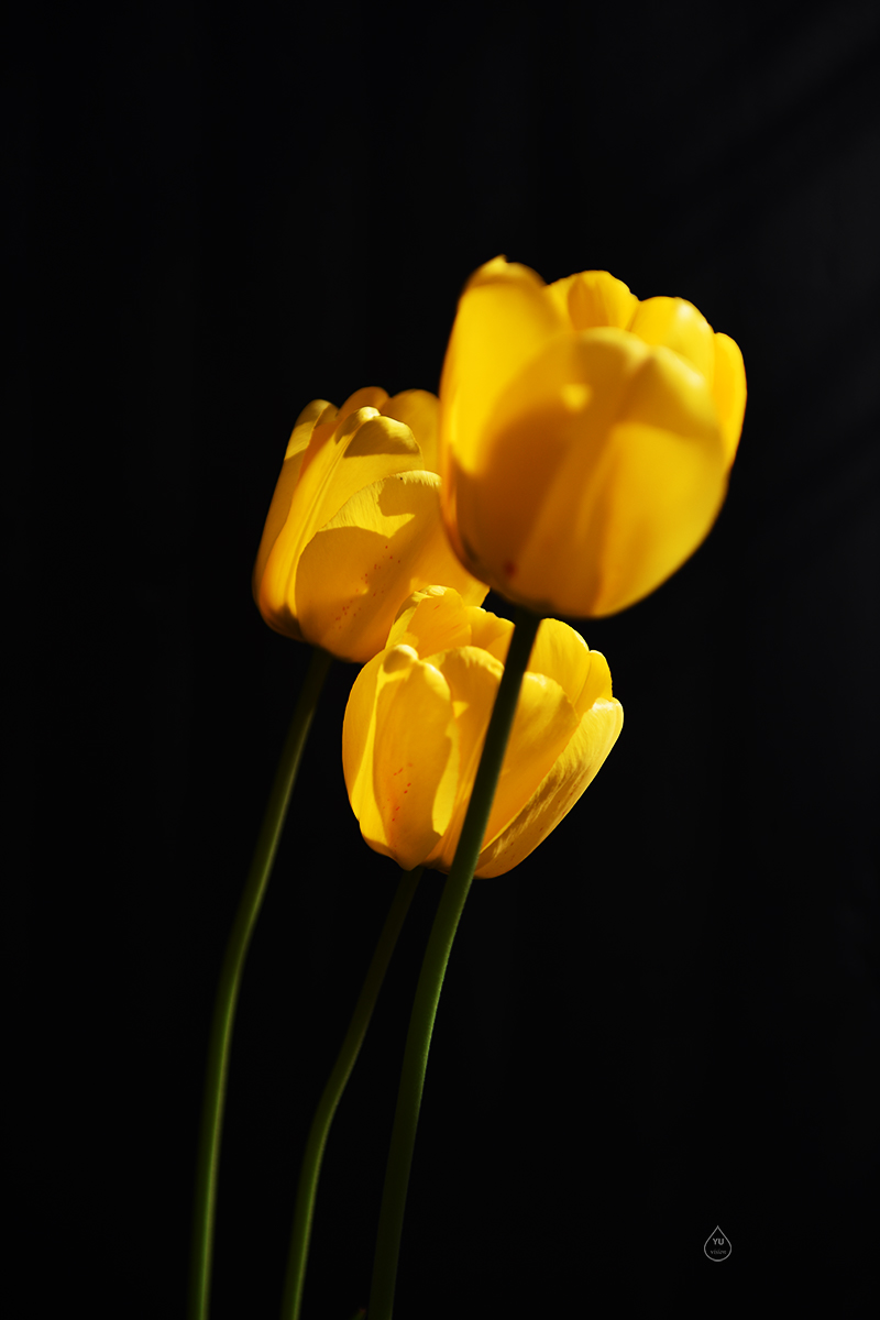 Tulip