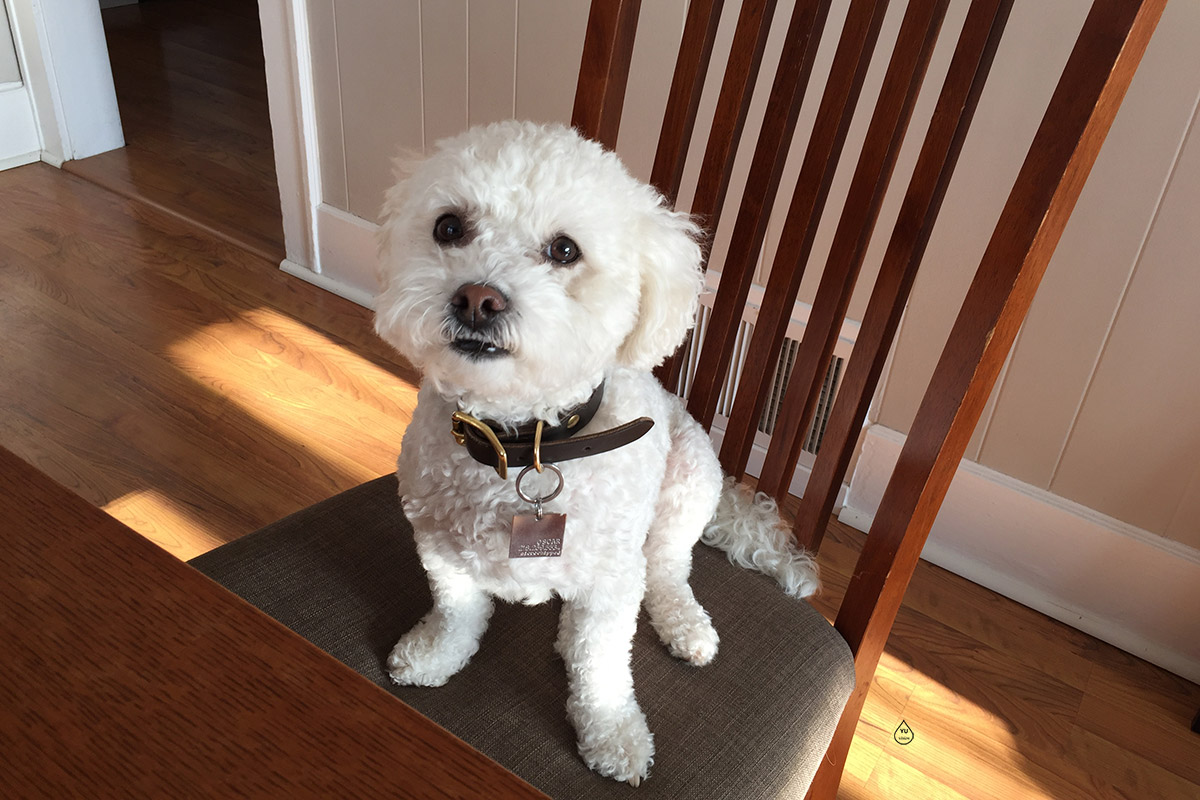 Oscar