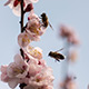 Bees