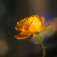 Chinese Rose at Night